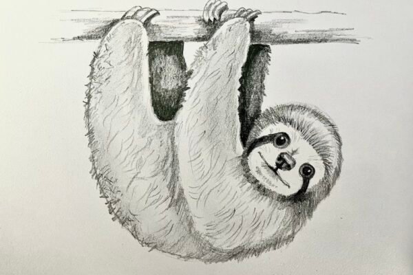 sloth drawing