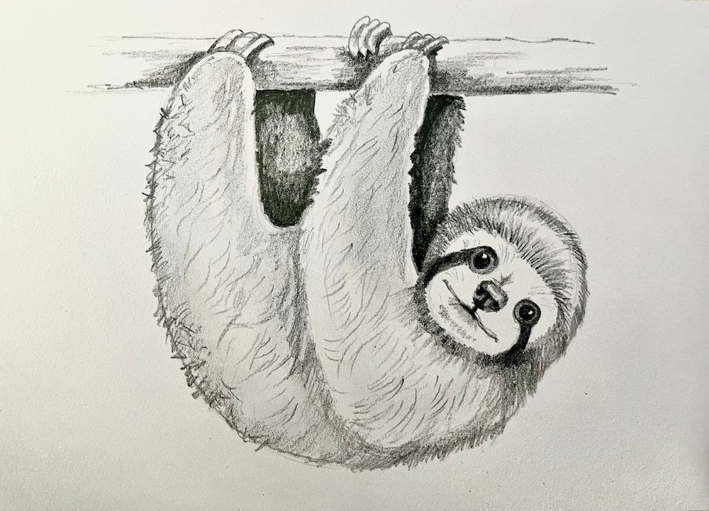 sloth drawing